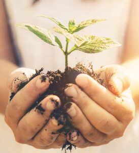 hands holding roots of plant