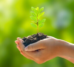 Plant growth in hands